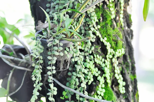 Dischidia Nummularia Variegata Dischidia Nummularia Planta Variegatege — Fotografia de Stock