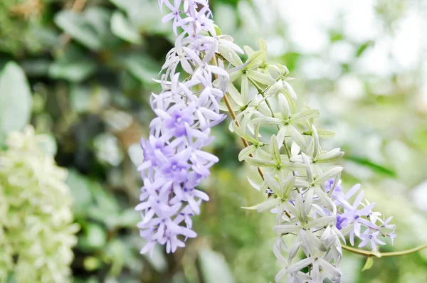 Sandpaper Vine Purple Wreath Queens Wreath Petrea Volubilis — 스톡 사진