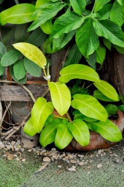 Philodendron cv or  Lemon Lime ,ARACEAE or Philodendron plant or Arrowhead Vine or Goosefoot Plant