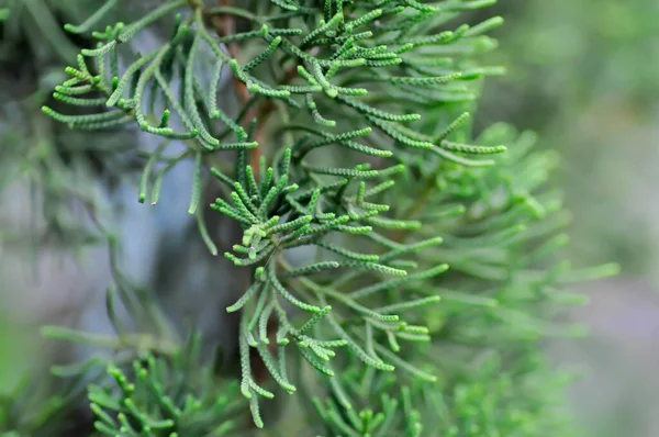 Tall Oskärpa Bakgrund Juniperus Chinensis Eller Cupressaceae — Stockfoto