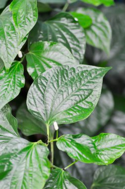 Vahşi Betel Yaprağı, Piper Sarmentosum Roxb veya Piper Lolot veya PIPERACEAE