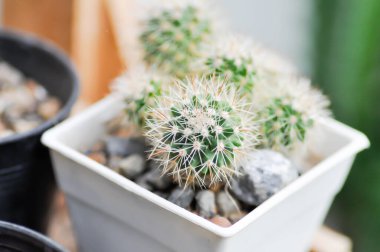 Kaktüs, kaktüs ya da Echinopsis kaloklora bitkisi.