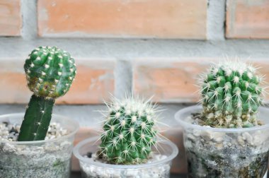 Kaktüs, kaktüs ya da Echinopsis kaloklora bitkisi.