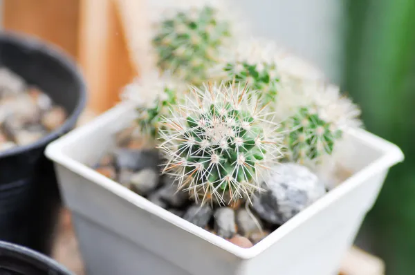 Cactus Plante Cactus Pot Plante Echinopsis Calochlora — Photo