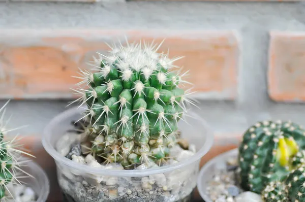Cactus Cactus Plant Pot Echinopsis Calochlora Plant — Stock Photo, Image