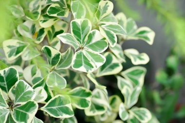 Ökse otu inciri, ökse otu lastik bitkisi ya da ficus deltoidea ya da çeşitlendirilmiş