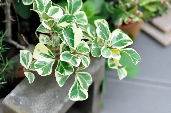 Mistletoe Fig Mistletoe Rubber Plant Ficus Deltoidea Variegated — Fotografia de Stock