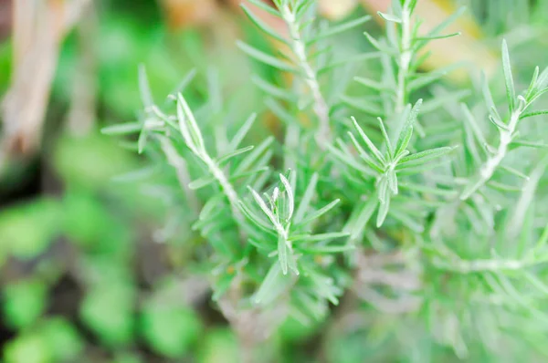 Rosmarin Rosmarin Eller Salvia Rosmarinus Eller Rosmarinus Officinalis — Stockfoto