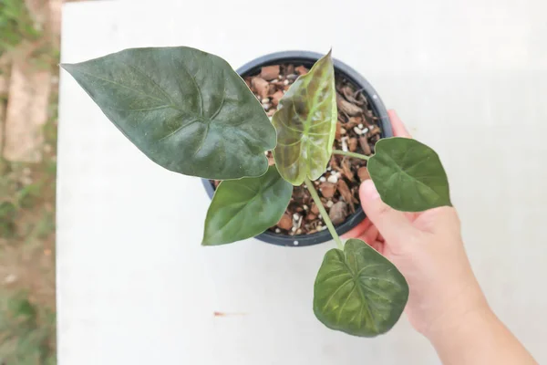 Alocasia Wentii, Alocasia saksısı
