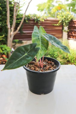 alocasia, alocasia pembe ejderha bitkisi ya da Alocasia baginda ya da Pembe Ejder