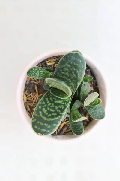 Gasteria Gracilis Baker Gasteria Gracilis Veya Haworthia Veya Kaktüs — Stok fotoğraf