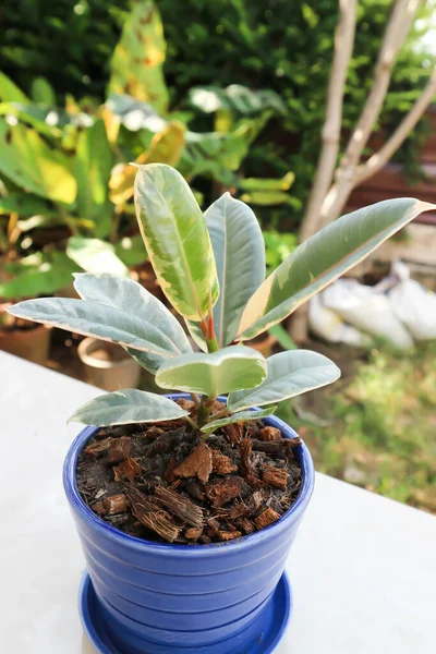 Decora Tree Indian Rubber Tree Rubber Plant Variegated Indian Rubber — 스톡 사진