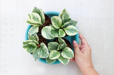 Peperomia obtusifolia, Baby Rubber Plant veya Pepper Face veya PIPERACEAE