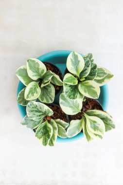 Peperomia obtusifolia , Baby Rubber Plant or  Pepper Face or PIPERACEAE clipart