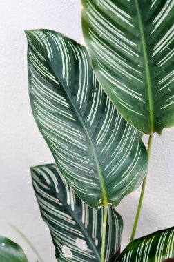 Calathea, Calathea cv Sanderiana veya Calathea majestica veya Calathea ornata bitkisi