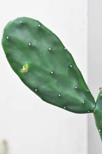 Євфорія Lactea Cristata Або Cactus — стокове фото