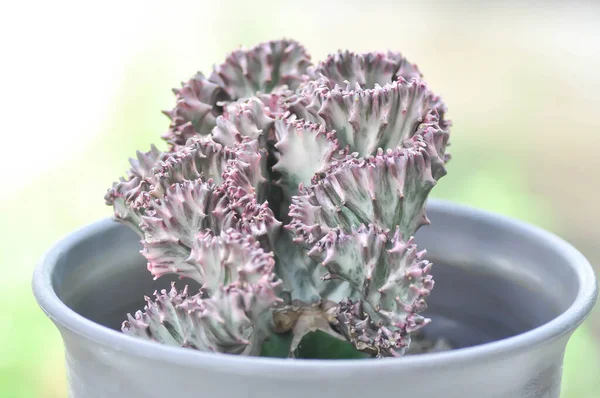 Cristata Euphorbia Lactea Lub Euphorbia Lactea Haw Roślin — Zdjęcie stockowe