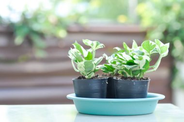 Epipremnum aureum, Linden ve Andre bitki