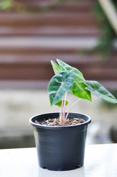 Alocasia Alocasia Planta Dragón Rosa Vista Superior Planta Baginda Alocasia — Foto de Stock