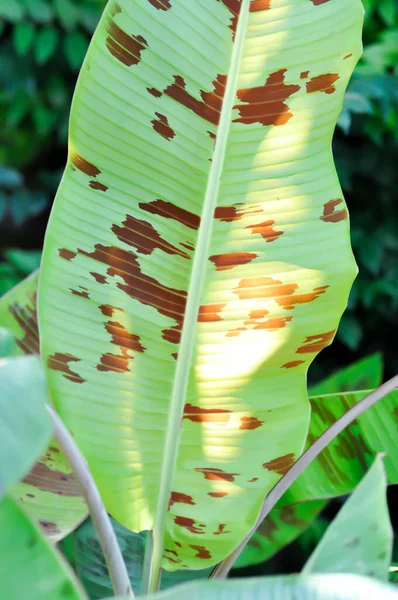 Bananenpflanze Blutbanane Oder Musa Acuminata Oder Musa Balbisiana Oder Bananenblatt — Stockfoto