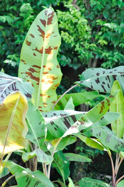 Μπανανοφυτό Ματωμένη Μπανάνα Musa Acuminata Musa Balbisiana Φύλλα Μπανάνας Φύλλα — Φωτογραφία Αρχείου