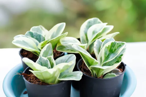 Peperomia obtusifolia, Baby Rubber Plant veya Pepper Face veya PIPERACEAE bitkisi