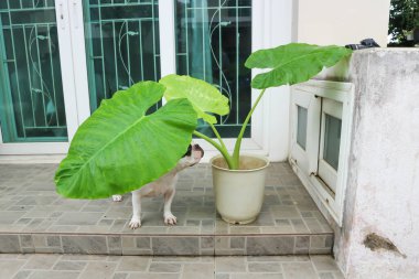 Alocasia makrhizos ve Fransız bulldog ya da evde bir köpek ve bitkiler