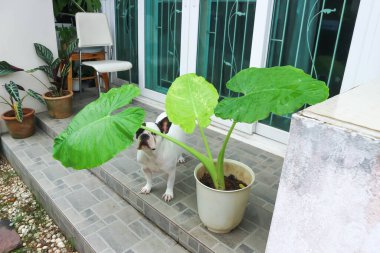 Alocasia makrhizos ve Fransız bulldog ya da evde bir köpek ve bitkiler