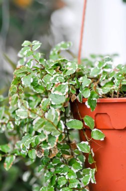 Ficus pumila L, tırmanan incir ya da moraceAE bitkisi