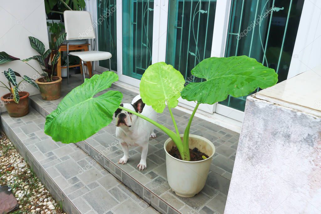 Alocasia macrorrhizos and French bulldog or a dog and plants at home