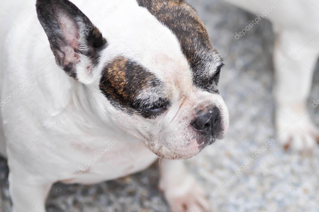 dog or french bulldog, French bulldog or old dog or old french bulldog