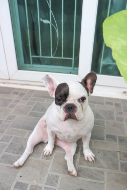 Köpek ya da Fransız bulldog, Fransız bulldog ya da evde uykulu Fransız bulldog.