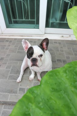 Köpek ya da Fransız bulldog, Fransız bulldog ya da evde uykulu Fransız bulldog.