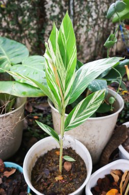 Eş anlamlı sanderae, değişken kabuklu zencefil veya ZINGIBERACEAE bitkisi