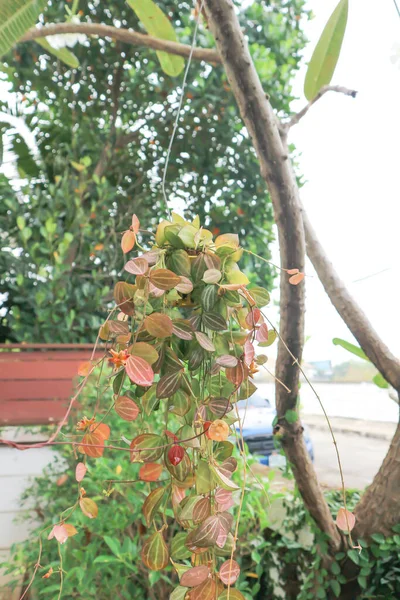 Dischidia Görögdinnye Vagy Hoya Görögdinnye Vagy Görögdinnye Dischidia Növény — Stock Fotó
