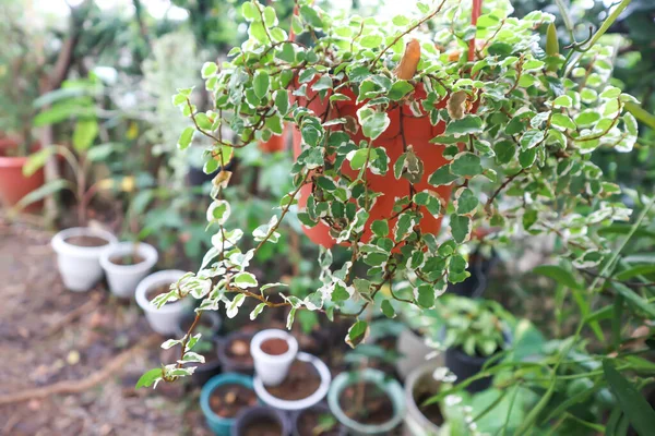 Ficus Pumila Klätterfikon Eller Moraceae Växt — Stockfoto