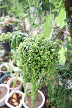 Dischidia nummularia Variegata, Dischidia bitkisi