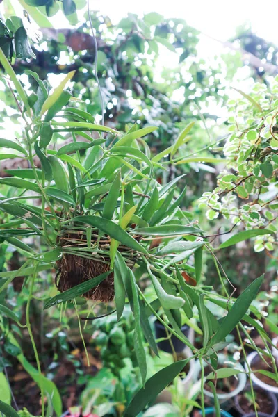 Dischidia Filipinas Dischidiaor Asclepiadaceae Planta —  Fotos de Stock