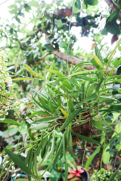 Dischidia Filipíny Dischidiaor Nebo Asclepiadaceae Rostlina — Stock fotografie