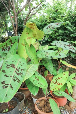 muz bitkisi, kan muzu veya Musa acuminata veya Musa balbisiana bitkisi