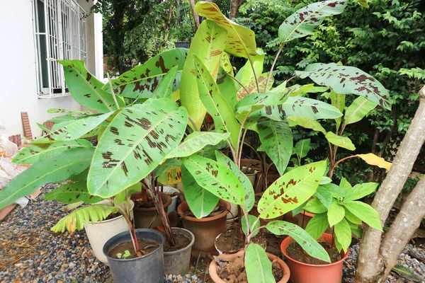 Planta Plátano Plátano Sangre Musa Acuminata Planta Musa Balbisiana — Foto de Stock