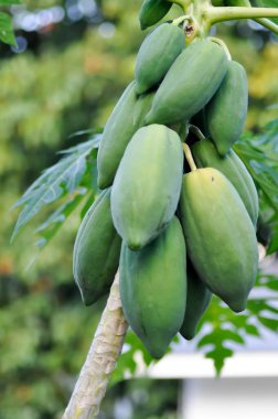 Papaya veya papaya ağacı, papaya çiftliği veya papaya bitkisi