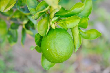 kireç, kireç ağacı veya limon ağacı