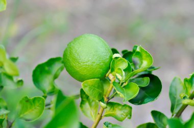 kireç, kireç ağacı veya limon ağacı