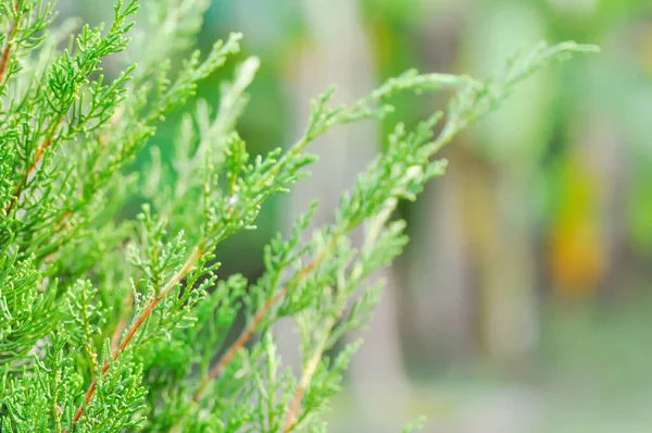 Juniperus Chinensis Chinese Juniper Cupressaceae Plant — 스톡 사진