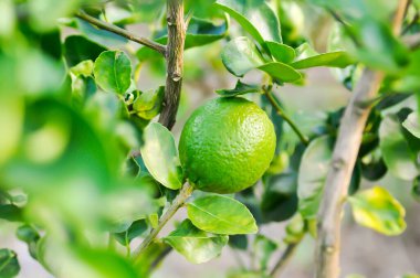 kireç, kireç ağacı veya limon ağacı