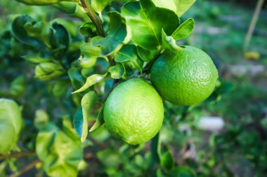 kireç, kireç veya limon ağacı çiftlikte