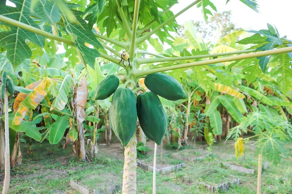 Papaya Árbol Papaya Granja Papaya Planta Papaya — Foto de Stock