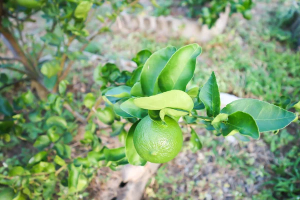 Kalk Kalkväxt Eller Citronträd Gården — Stockfoto