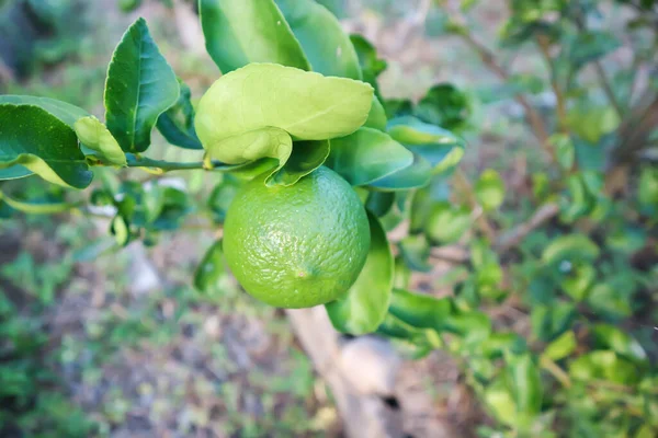 Липы Липы Лимона Ферме — стоковое фото